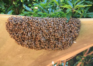 Regional Pest Services