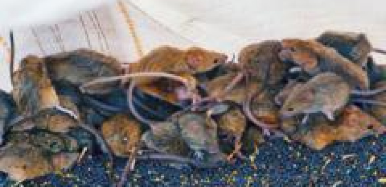 ‘It’s like a decaying body’: Australian farmers battle mouse plague