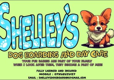 Shelleys Dog Boarding Bushey