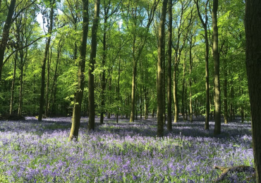 Rachael Posener Classical Homeopathy