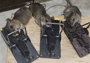 TAILORED PEST CONTROL
