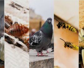 Nexa Pest Control