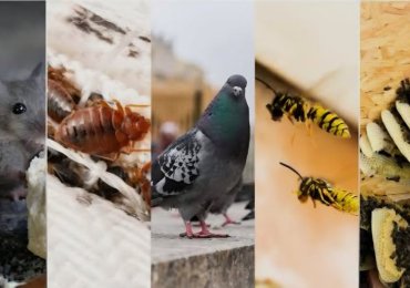 Nexa Pest Control