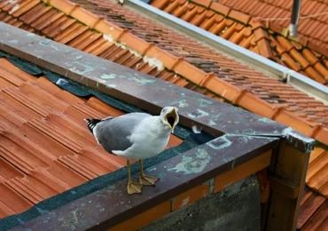 Cimex Pest Control Ltd