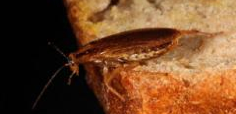 ‘They were coming from everywhere’ – cockroach home infestations on the rise