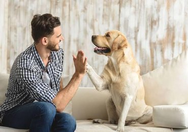 Hitchin Pet Services