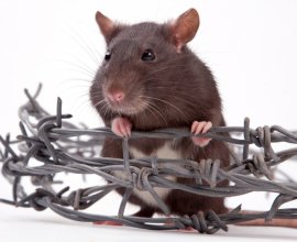 Origin Pest Control