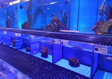 Maidenhead Aquatics St Albans