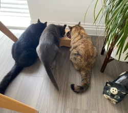 The Cat Butler – Cat Sitting Service, Cattery Alternative