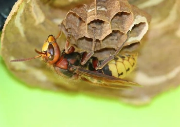 Evolution Pest Control
