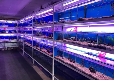 WareHouse Aquatics