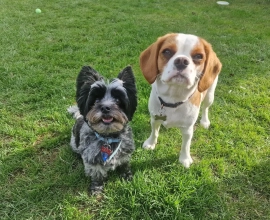 The Wag House dog boarding/day care