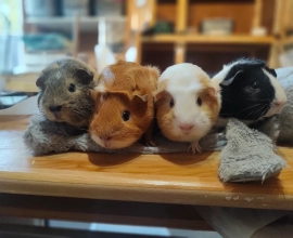 Bunny Haven Hotel – Rabbit & small animal boarding