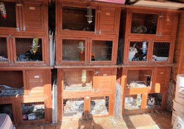Holidays for your Caged Pets with Caroline