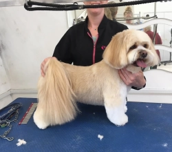 Chiltern Groomers