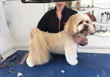 Chiltern Groomers