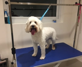 The Little Grooming House