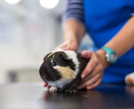 Park Veterinary Centre