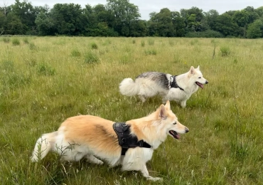 Bright Puppies