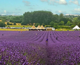Hitchin Lavender