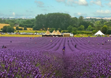 Hitchin Lavender