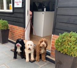 Doggy Day Spa