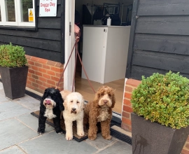 Doggy Day Spa