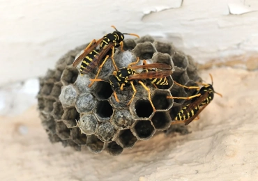 Wasp Nest Removal Hertfordshire